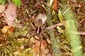 Pardosa_lugubris_D6088_Z_90_Les Gris_Frankrijk